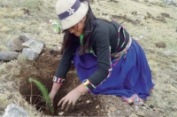 Reforesting in Peru's Andean highlands